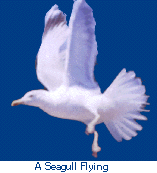 Seagull
